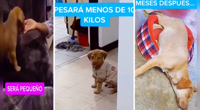 El clip cuenta con miles de reproducciones en TikTok.