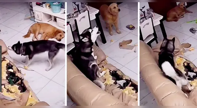 La travesura de los perros desató la risa de miles en las redes sociales.