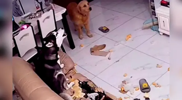 El clip cuenta con miles de reproducciones en TikTok.