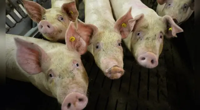 El último brote de peste porcina africana ocurrió el pasado 25 de julio. El último brote de peste porcina africana ocurrió el pasado 25 de julio.