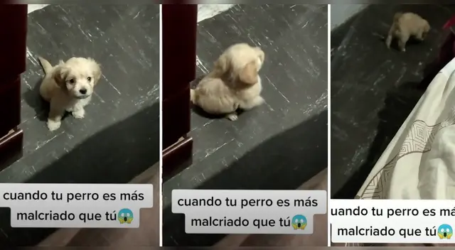 El clip cuenta con miles de reproducciones en TikTok. El clip cuenta con miles de reproducciones en TikTok.