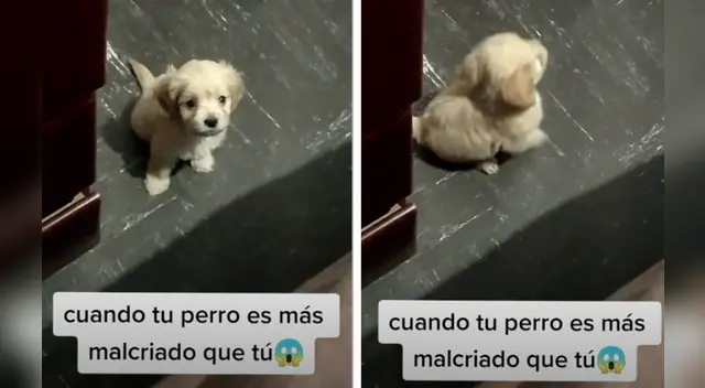 La escena causó la risa de varios usuarios en las redes sociales. La escena causó la risa de varios usuarios en las redes sociales.