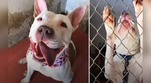 El clip cuenta con miles de reproducciones en Facebook. El clip cuenta con miles de reproducciones en Facebook.