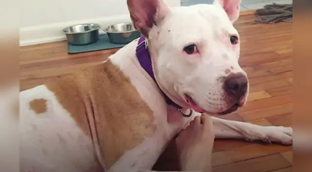 La emotiva escena se ha robado el corazón de miles de usuarios en las redes sociales. La emotiva escena se ha robado el corazón de miles de usuarios en las redes sociales.