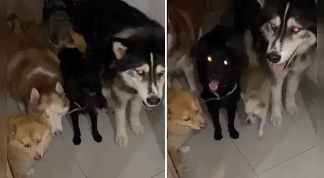 El clip cuenta con miles de reproducciones en TikTok.