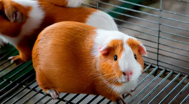 Día Nacional del Cuy. Día Nacional del Cuy.