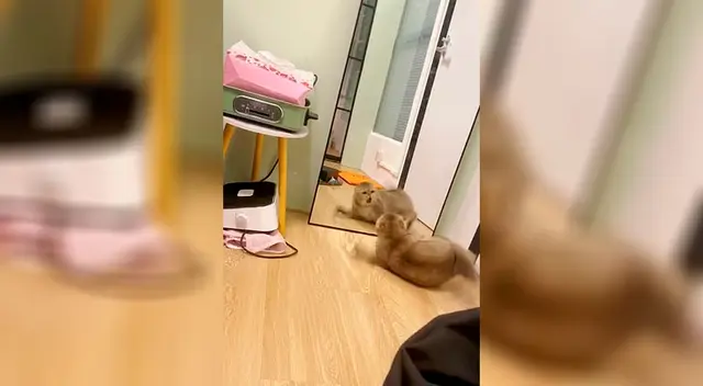 Imágenes de la gatita “Qian Wan” arañando el espejo. Imágenes de la gatita “Qian Wan” arañando el espejo.