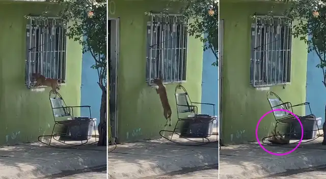 El perrito trató de ingresar a su casa por la ventana.