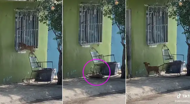 El perrito trató de ingresar a su casa por la ventana.