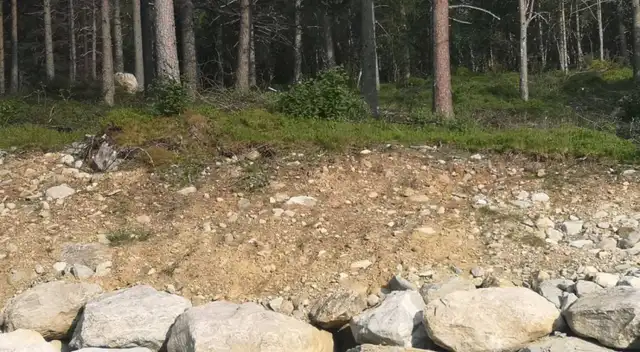 Reto viral: encuentra al perro escondido en la imagen.