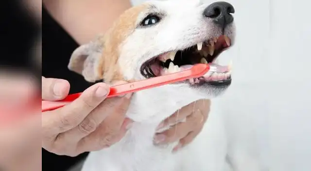 Evitar los primeros signos de enfermedades bucales que pueda sufrir la mascota es esencial. Evitar los primeros signos de enfermedades bucales que pueda sufrir la mascota es esencial.