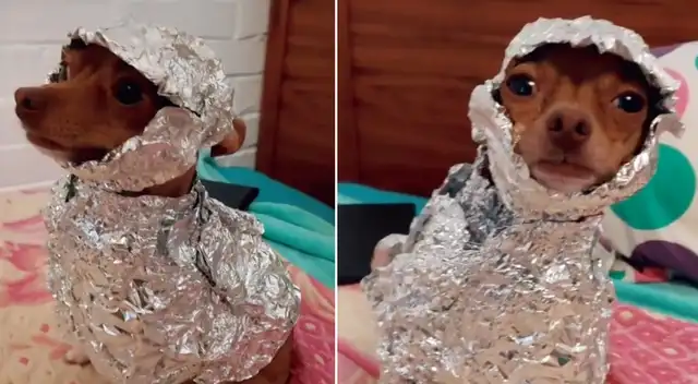 El perrito modeló el divertido disfraz de aluminio.