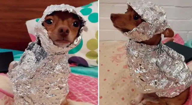 El perrito modeló el divertido disfraz de aluminio.
