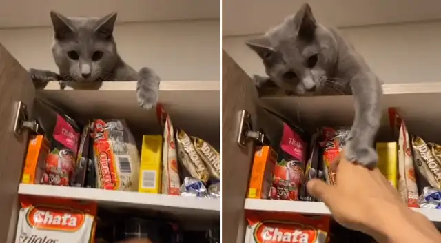 El gatito protege la dispensa de su dueño.