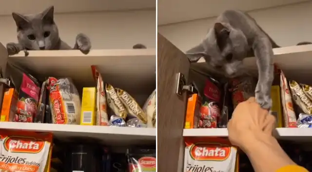 El gatito protege la dispensa de su dueño.