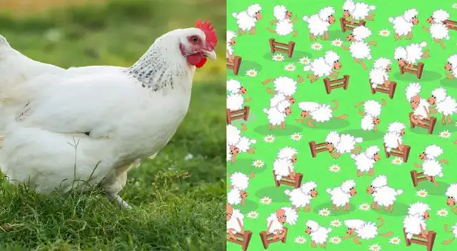 Reto viral: encuentra a la gallina camuflada entre las ovejas.