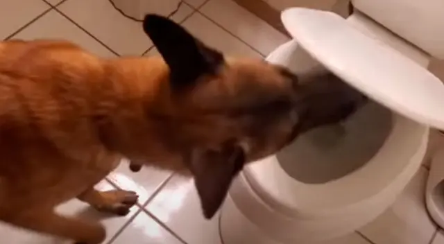 El perrito causó furor en YouTube El perrito causó furor en YouTube