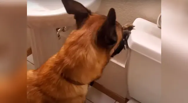 El perrito causó furor en YouTube El perrito causó furor en YouTube