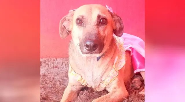 Conoce la historia de Cati, la perrita que nadie quiere adoptar por tener una enfermedad