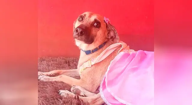 Conoce la historia de Cati, la perrita que nadie quiere adoptar por tener una enfermedad