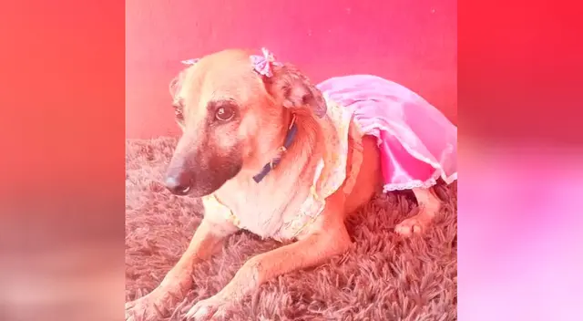 Conoce la historia de Cati, la perrita que nadie quiere adoptar por tener una enfermedad