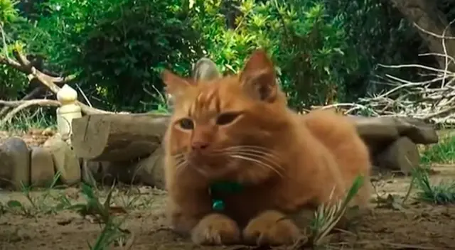 La historia de la gatita se volvió viral en las redes sociales.