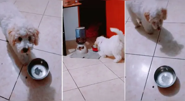 El clip cuenta con miles de reproducciones en TikTok.