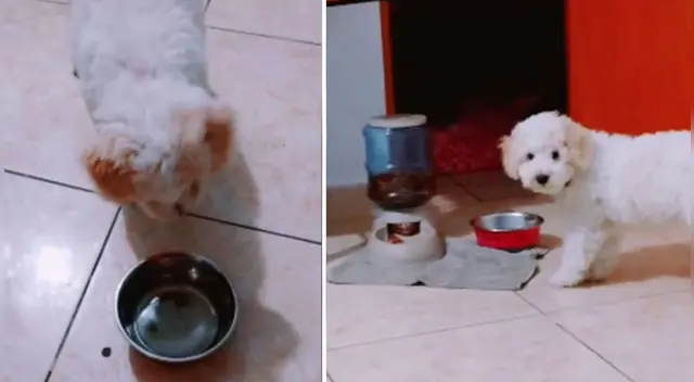 La cómica escena causó la risa de miles de internautas en las redes sociales.