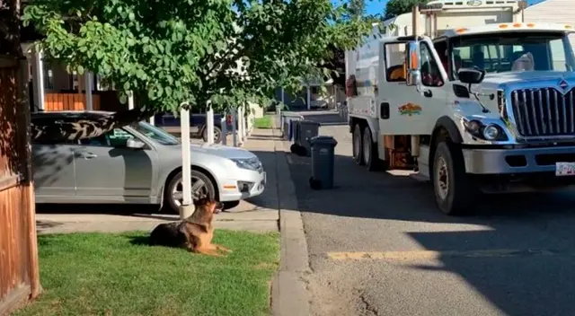 Perrito se emociona al ver a los recolectores de basura Perrito se emociona al ver a los recolectores de basura