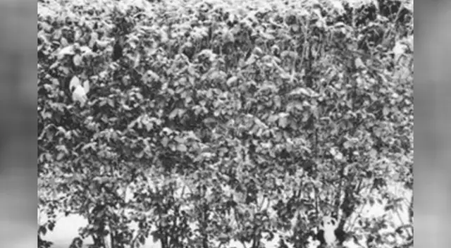 Halla al oso panda en tan solo 10 segundos Halla al oso panda en tan solo 10 segundos