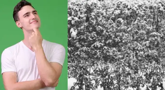 Halla al oso panda en tan solo 10 segundos Halla al oso panda en tan solo 10 segundos