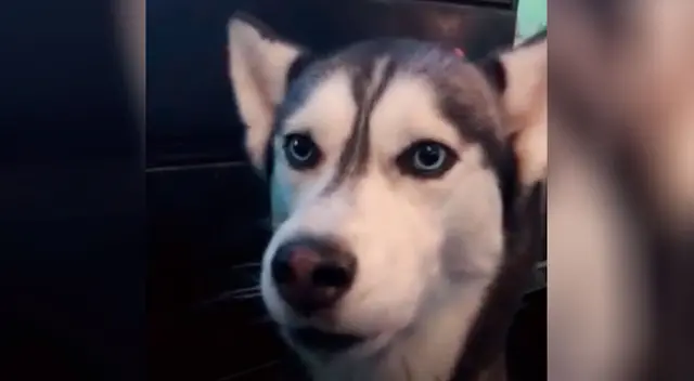 Un perrito se volvió viral por intentar decirle a su dueña