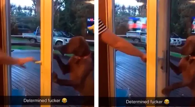 El perro no quiso ceder cada vez que su dueño le cerraba la puerta