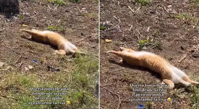 El felino fue captado tomando el sol.