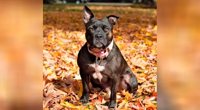 La perrita ama la plata e intenta convencer que su dueña siempre la lleve.