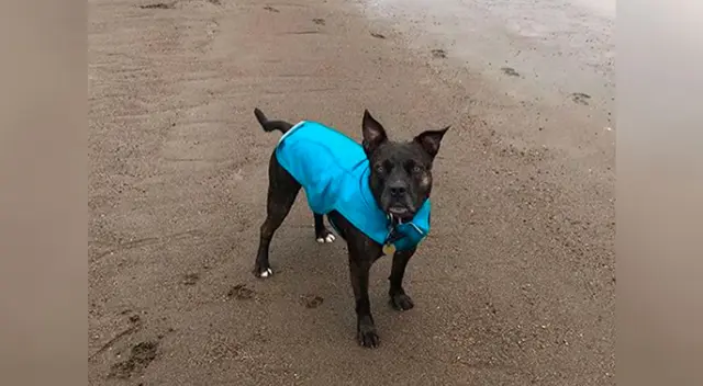 La perrita ama la plata e intenta convencer que su dueña siempre la lleve.