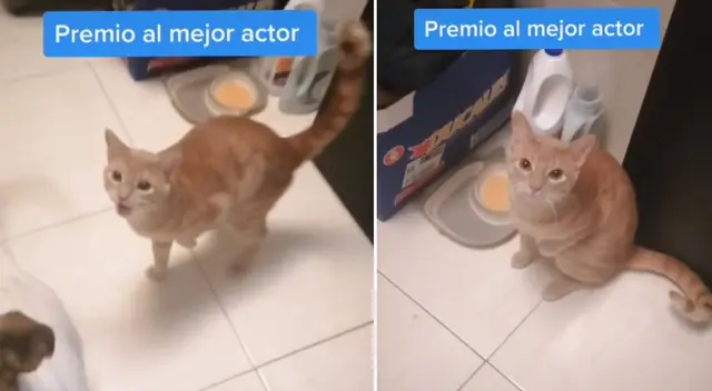 El gato asombró a miles con su actuación.