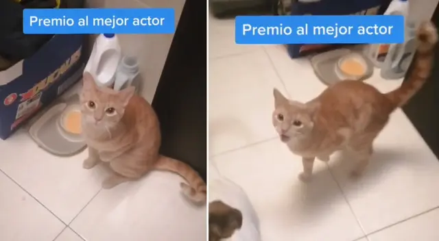 El gato asombró a miles con su actuación.