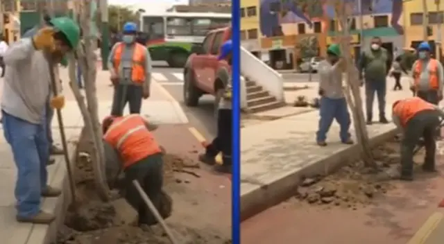 Retiran árboles que obstaculizan la ciclovía en la avenida La Mar, en La Victoria.