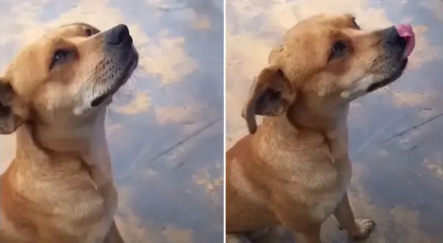 El perrito acompañó al oficial durante sus guardias. El perrito acompañó al oficial durante sus guardias.