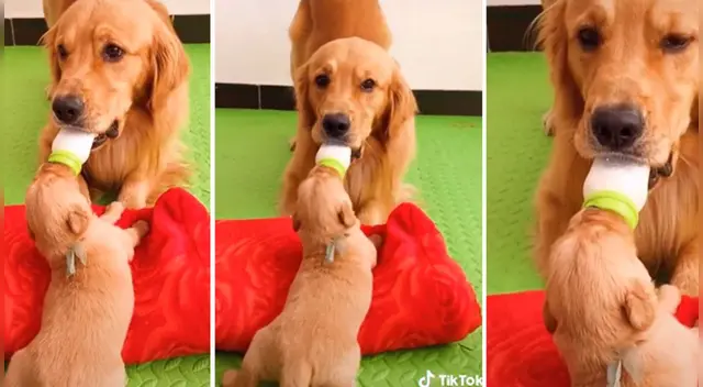 El clip cuenta con miles de reproducciones en TikTok. El clip cuenta con miles de reproducciones en TikTok.