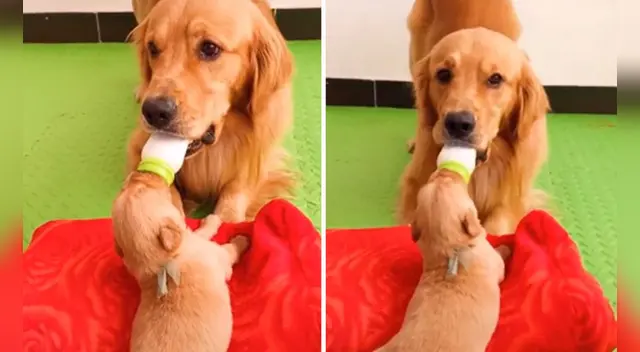 La escena se ha robado el corazón de miles de usuarios en las redes sociales. La escena se ha robado el corazón de miles de usuarios en las redes sociales.