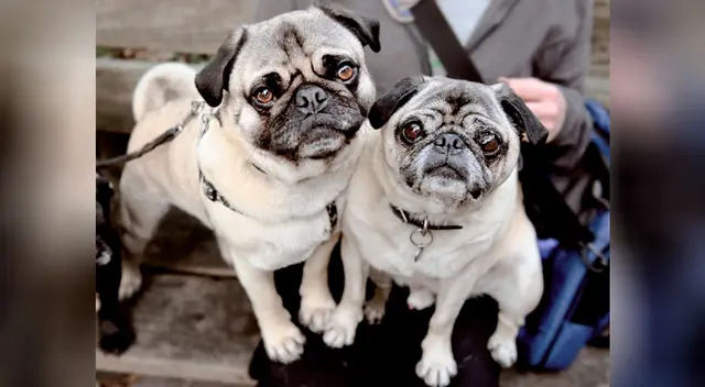 Los perros fueron captados pastoreando a las vacas y cabras. Los perros fueron captados pastoreando a las vacas y cabras.