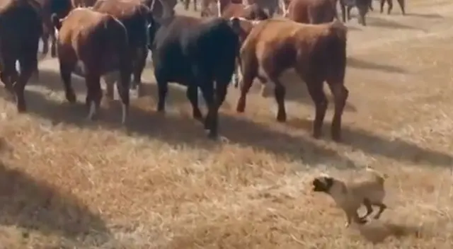 Los perros fueron captados pastoreando a las vacas y cabras. Los perros fueron captados pastoreando a las vacas y cabras.