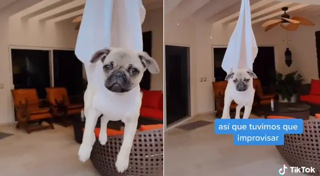 El perrito se negaba a cortarse las uñas. El perrito se negaba a cortarse las uñas.