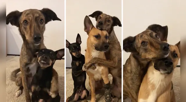 El clip cuenta con miles de reproducciones en Facebook. El clip cuenta con miles de reproducciones en Facebook.