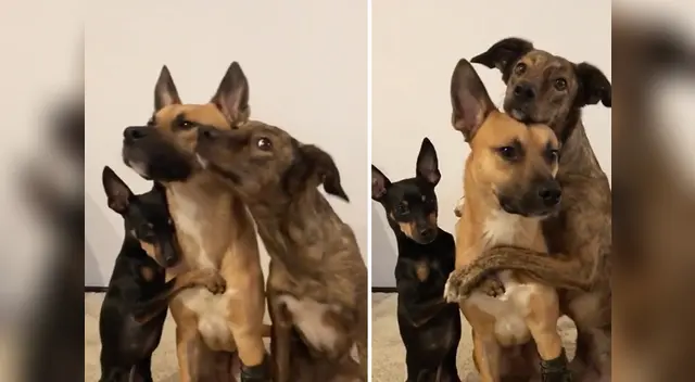 La tierna escena cautivó a los usuarios en las redes sociales. La tierna escena cautivó a los usuarios en las redes sociales.