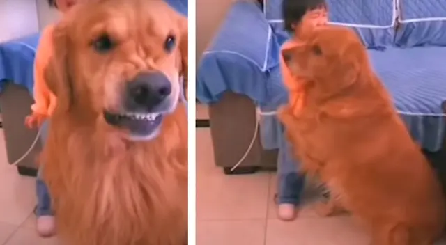 El perrito defendió a su pequeña dueña.