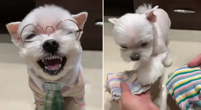 El perrito sorprendió a miles en TikTok. El perrito sorprendió a miles en TikTok.