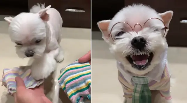 El perrito sorprendió a miles en TikTok. El perrito sorprendió a miles en TikTok.